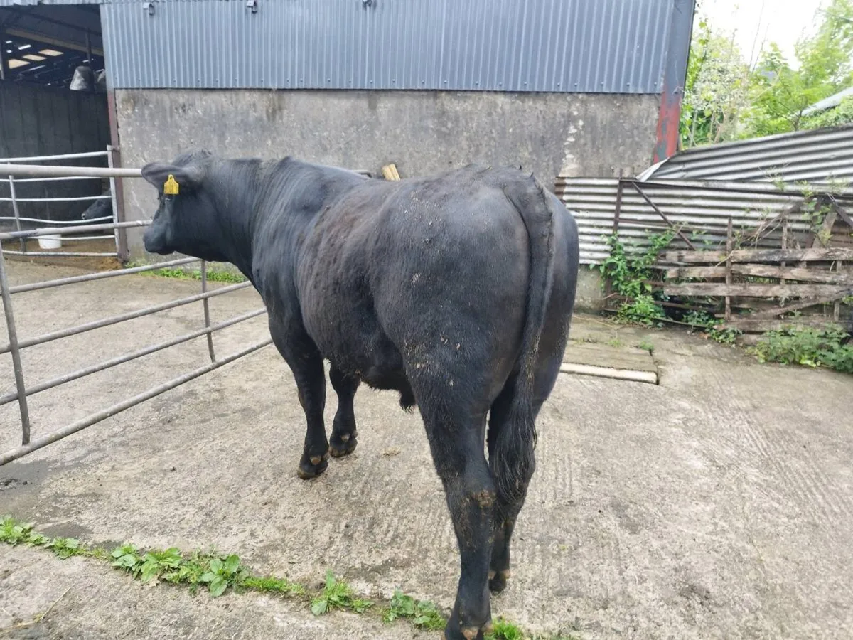 Pedigree Angus bulls - Image 3