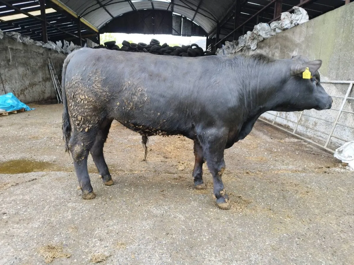 Pedigree Angus bulls - Image 4