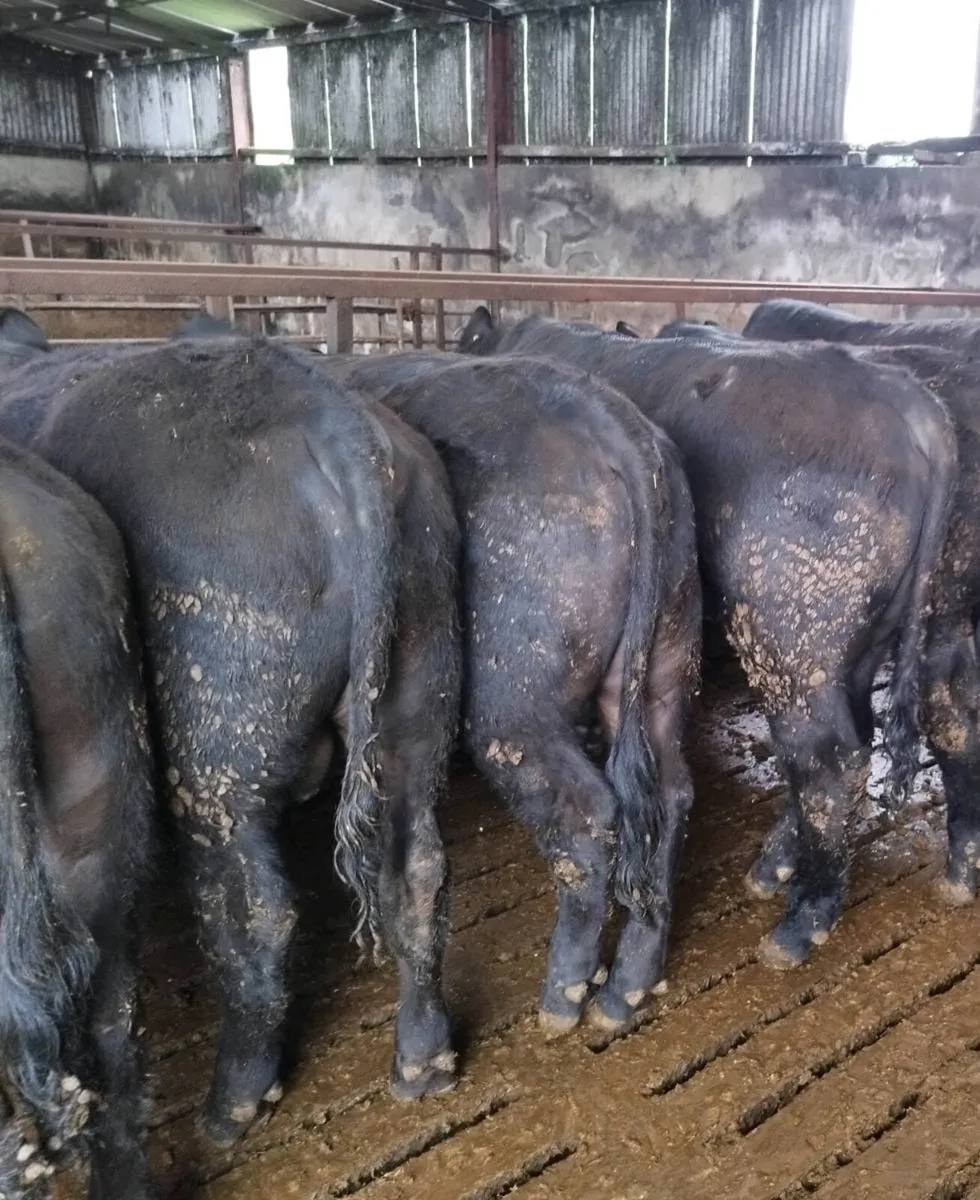 Pedigree Angus bulls - Image 4