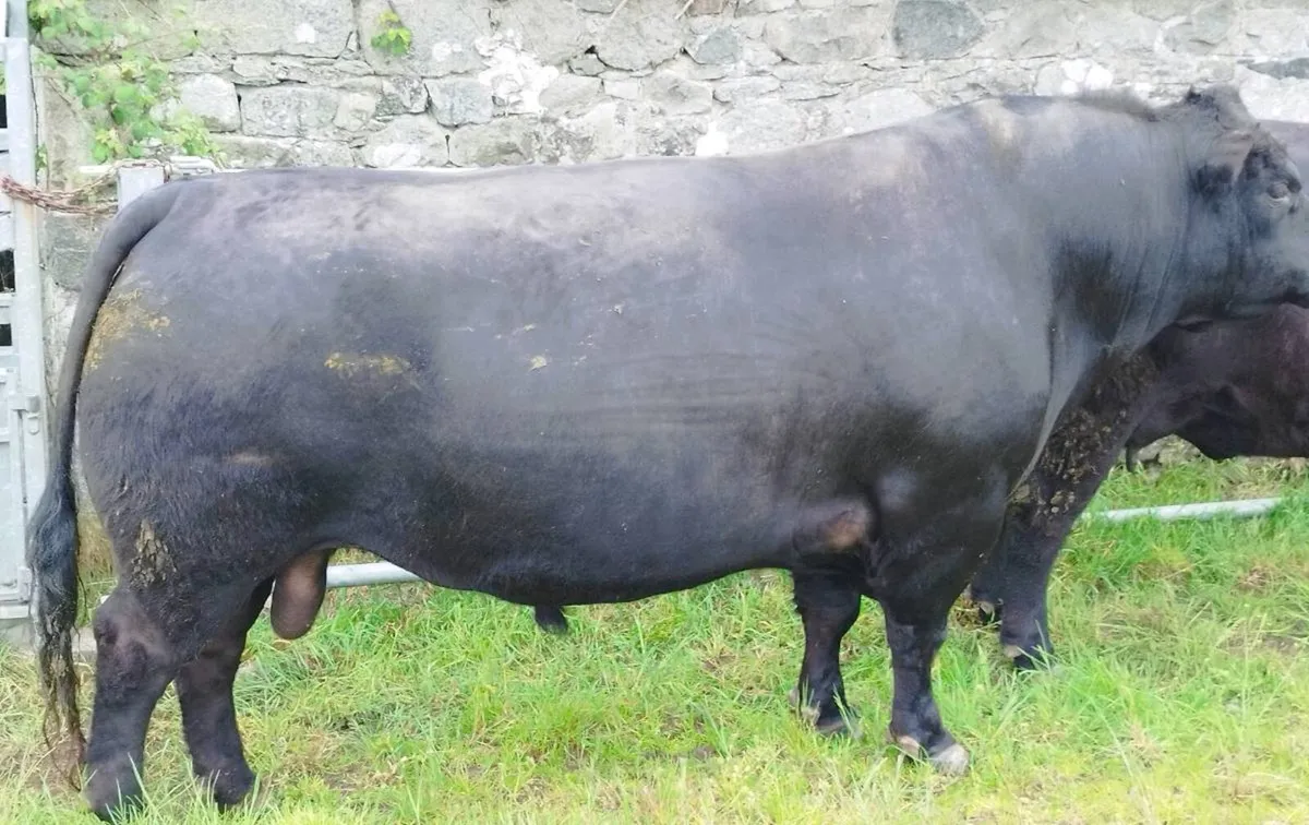 Pedigree Angus bulls - Image 3