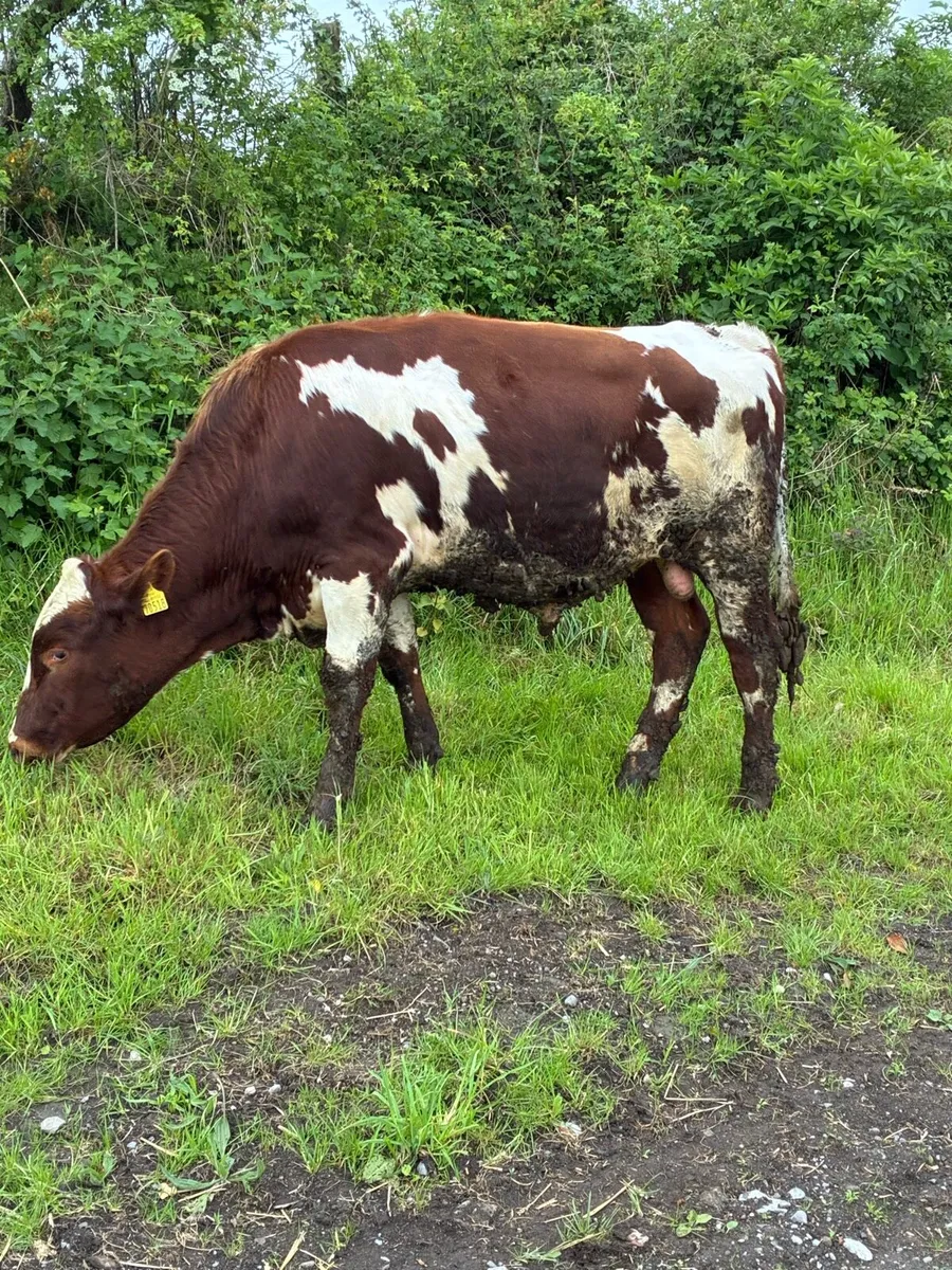 Red Friesian Bull - Image 1