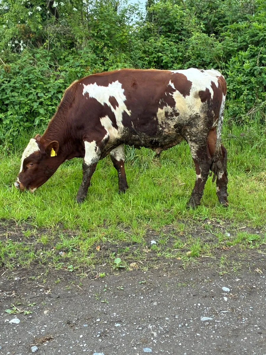 Red Friesian Bull - Image 2