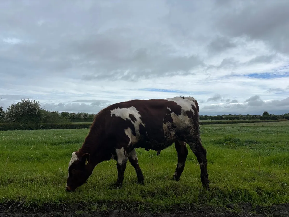 Red Friesian Bull - Image 3