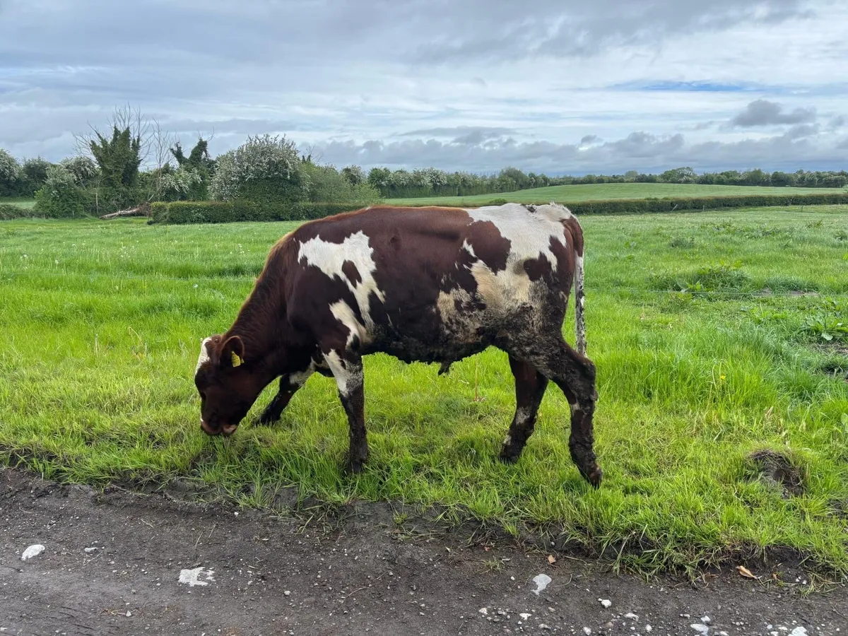 Red Friesian Bull - Image 4