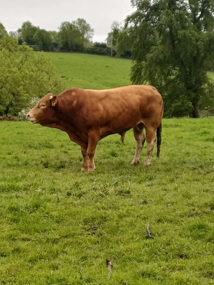 Exceptional 4-Year-Old Pedigree Limousin Bull - Image 1