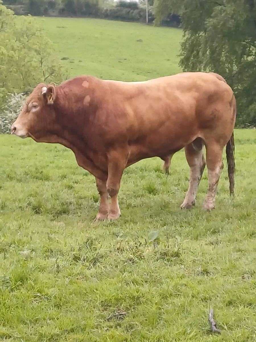 Exceptional 4-Year-Old Pedigree Limousin Bull - Image 2