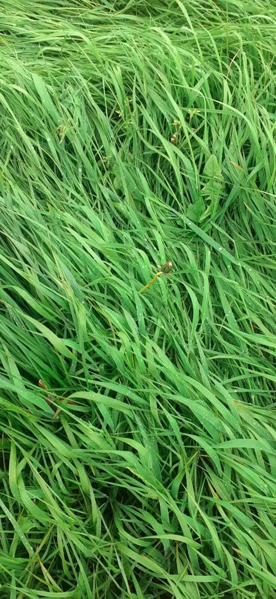 Growing silage