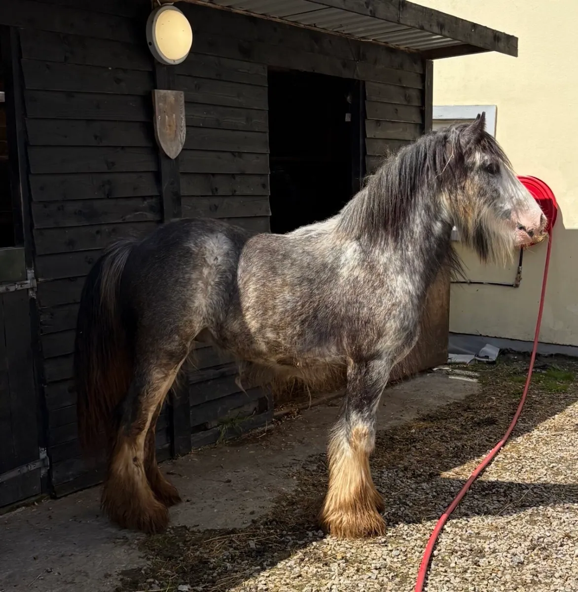 Stunning heavy blue/blagdon Traditional Cob - Image 2