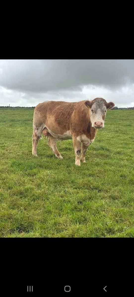 HEADFORD MART 23RD OF MAY - Image 1
