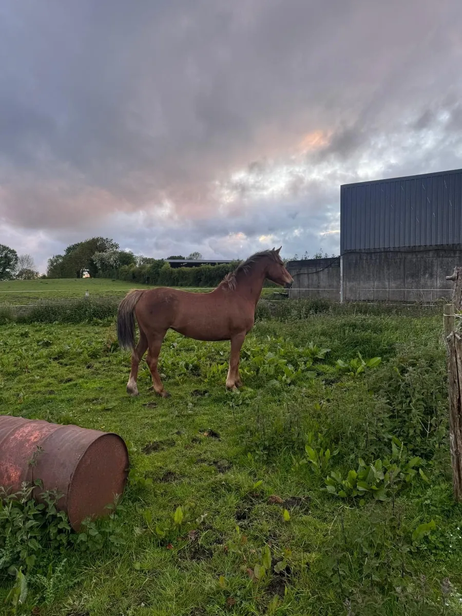 5yr old mare - Image 2