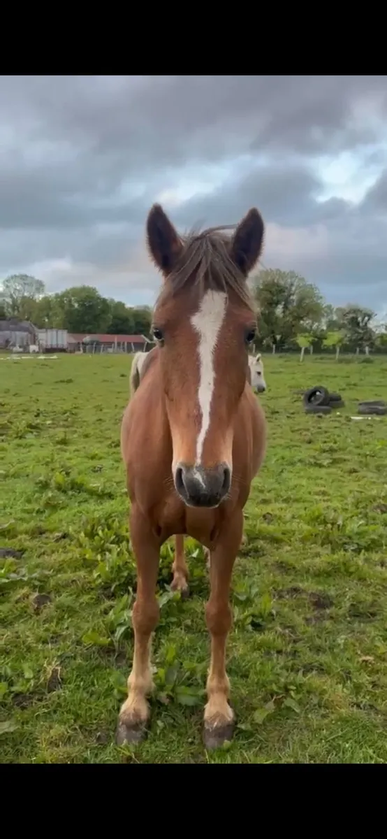 5yr old mare - Image 1