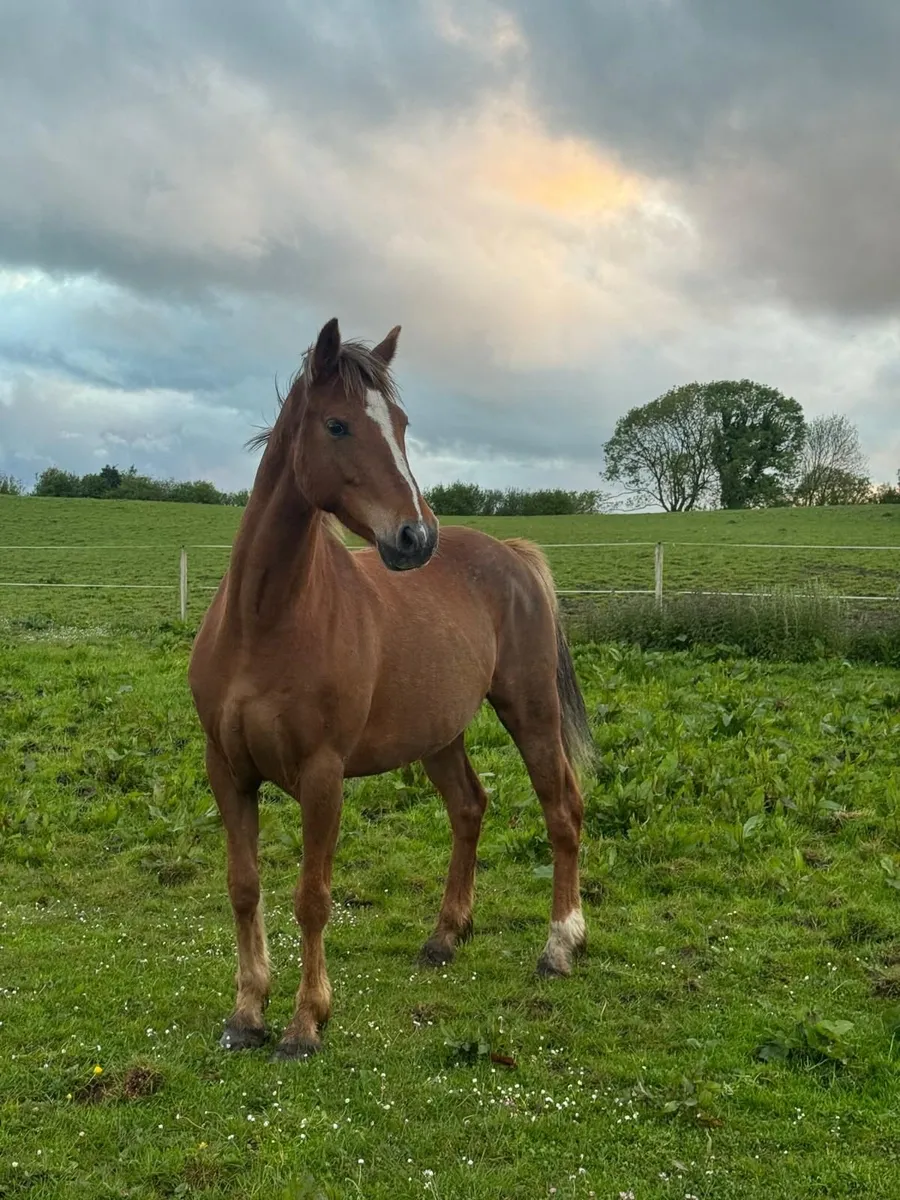 5yr old mare - Image 3