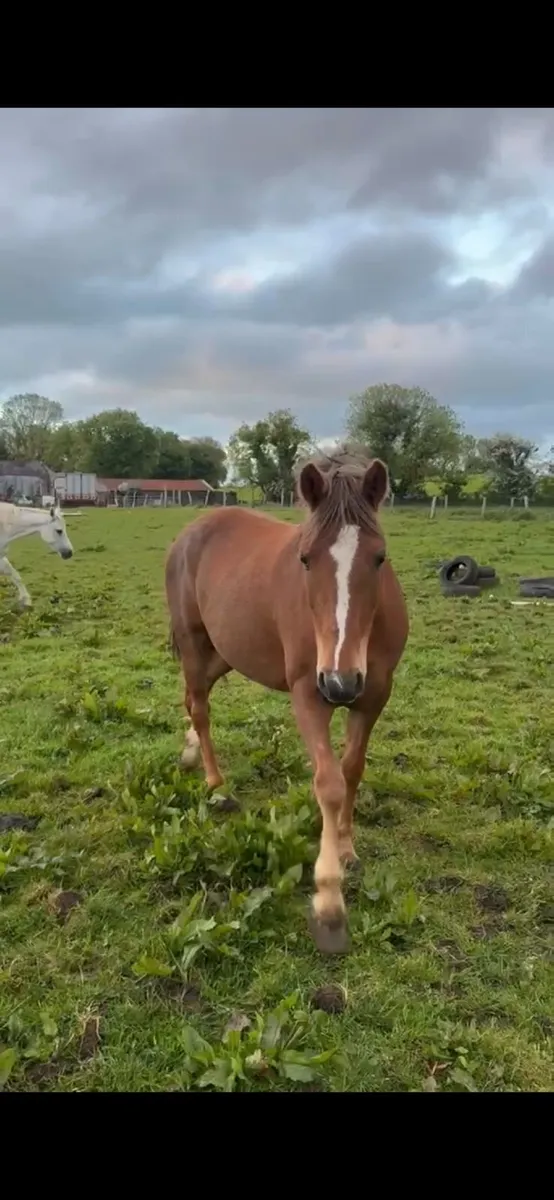 5yr old mare - Image 4