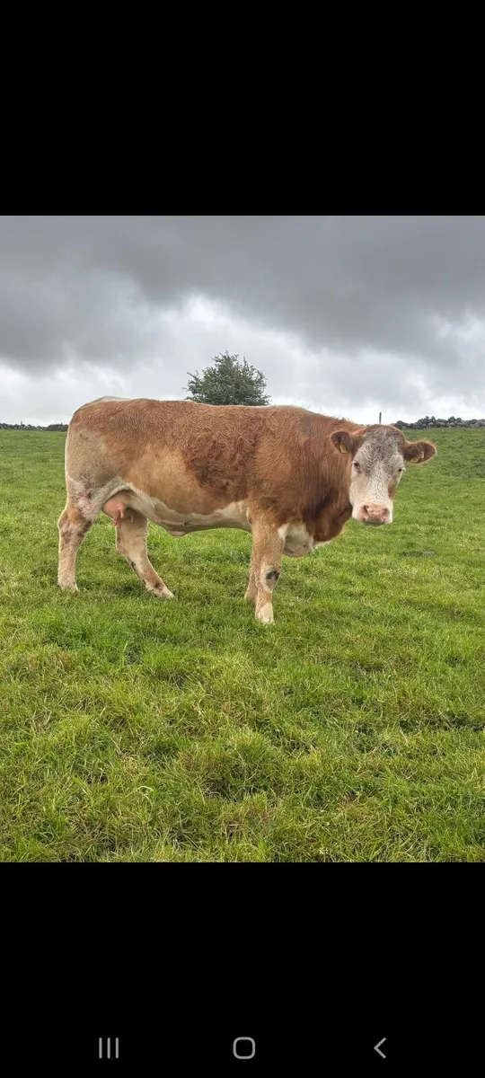 HEADFORD MART 23RD OF MAY - Image 2