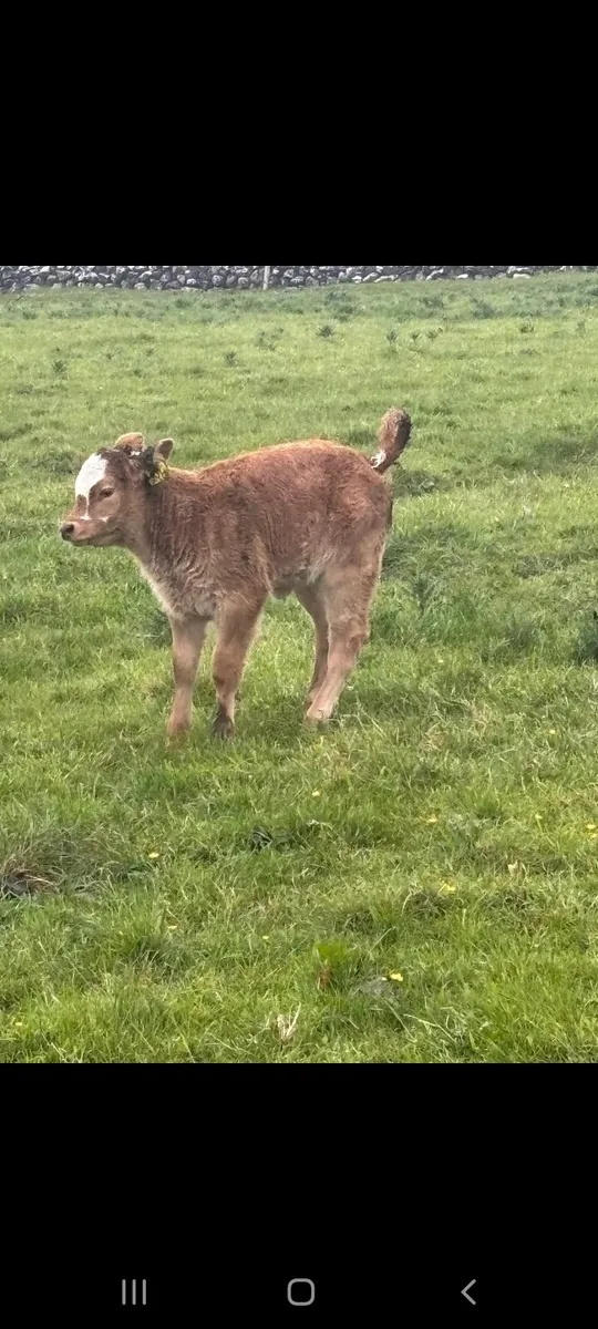 HEADFORD MART 23RD OF MAY - Image 3