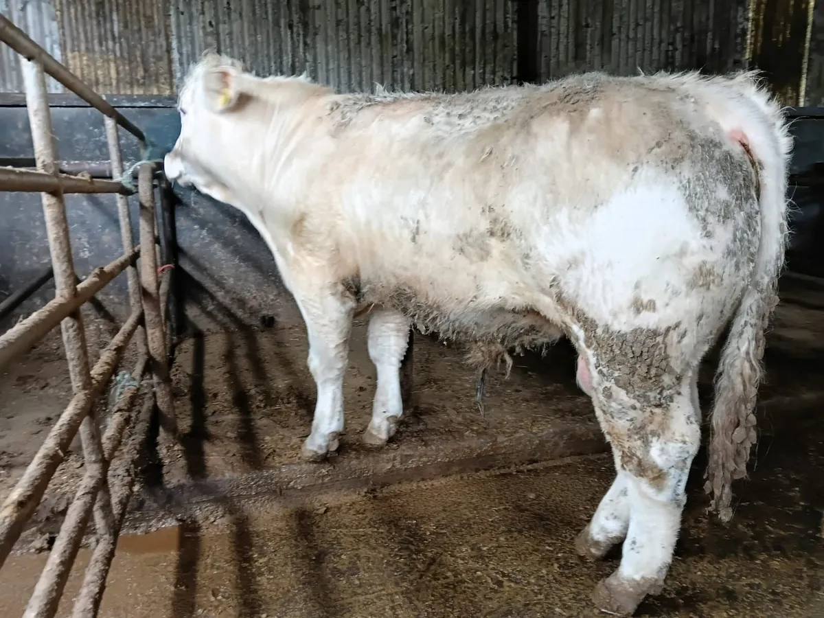 CH PBR Bull - Image 1