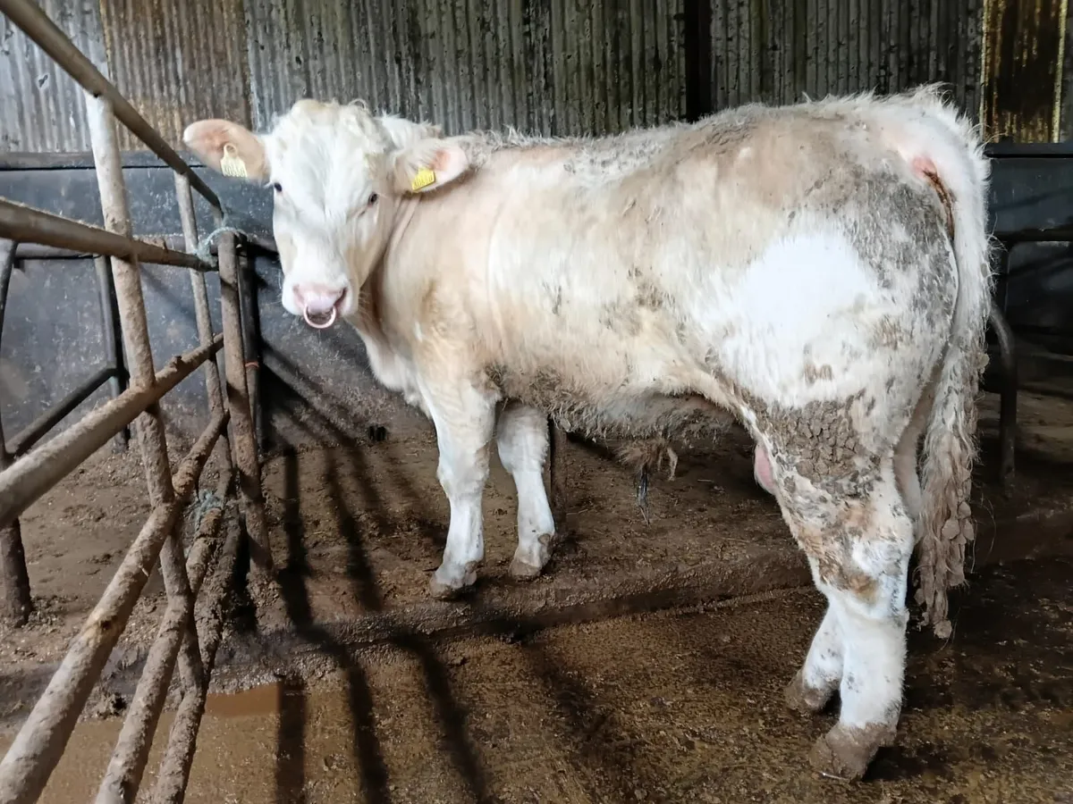 CH PBR Bull - Image 2
