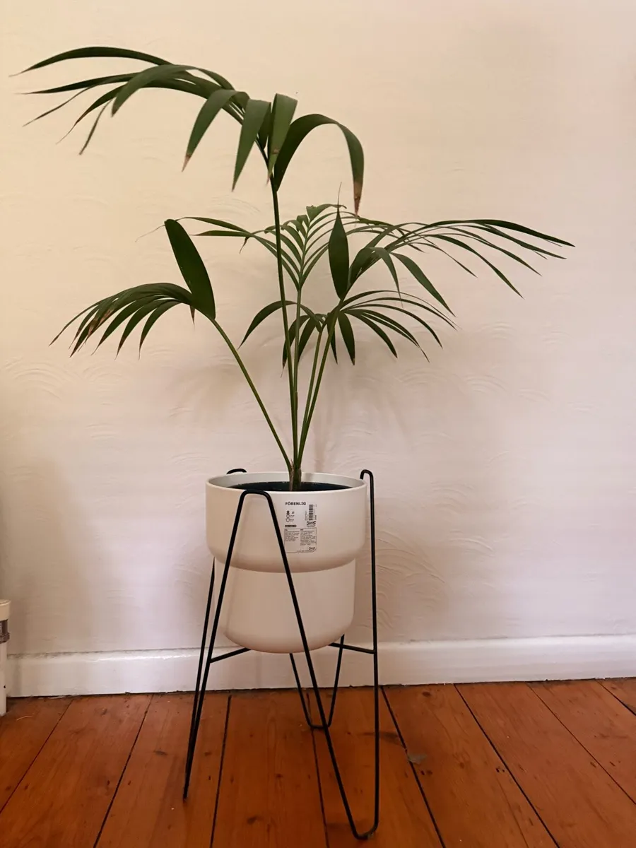 Lady Palm / Rhapis Palm - Image 4