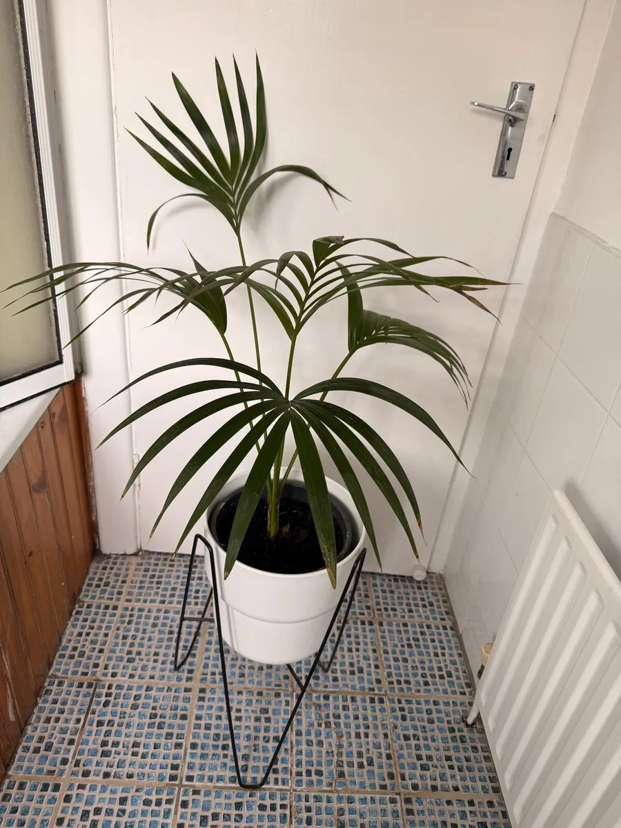 Lady Palm / Rhapis Palm - Image 2