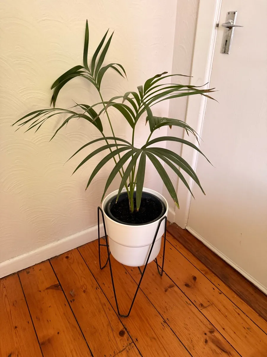 Lady Palm / Rhapis Palm - Image 1