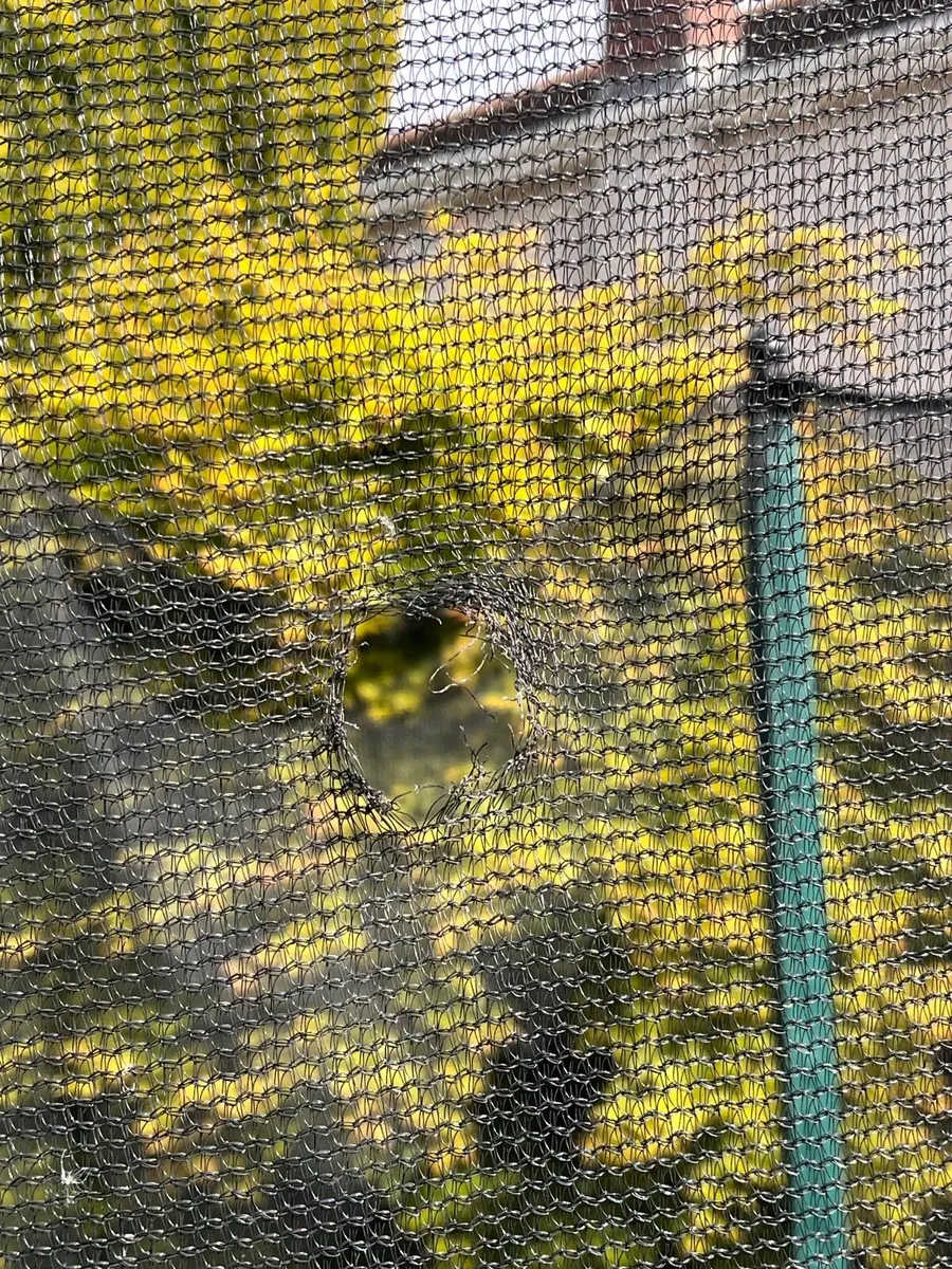 Free Trampoline - Image 2