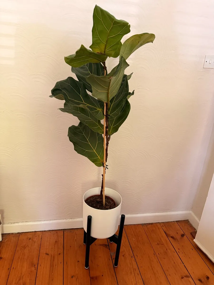 Large Fiddle Leaf Fig with designer stand pot - Image 4