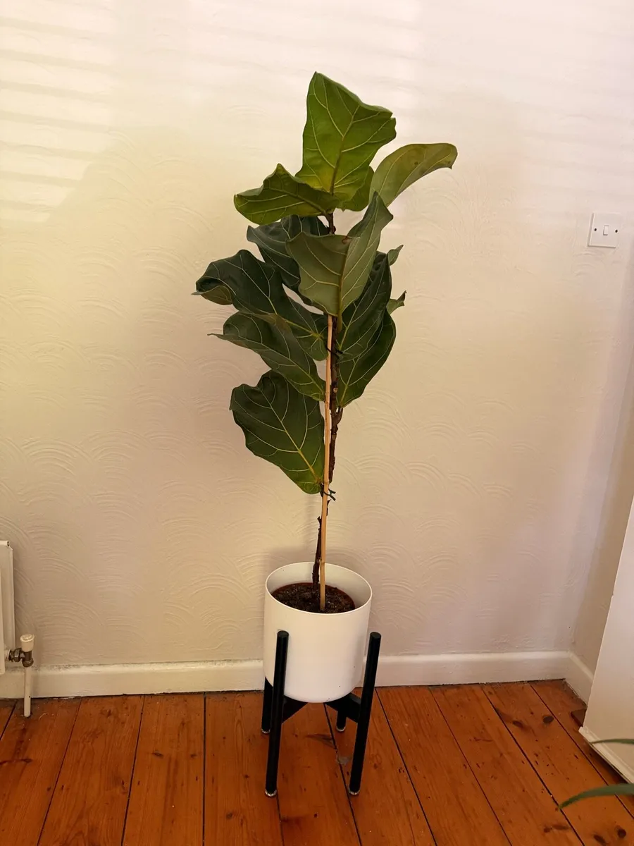 Large Fiddle Leaf Fig with designer stand pot - Image 1