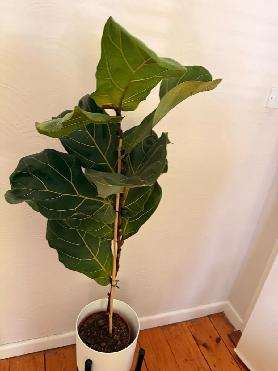 Large Fiddle Leaf Fig with designer stand pot - Image 2