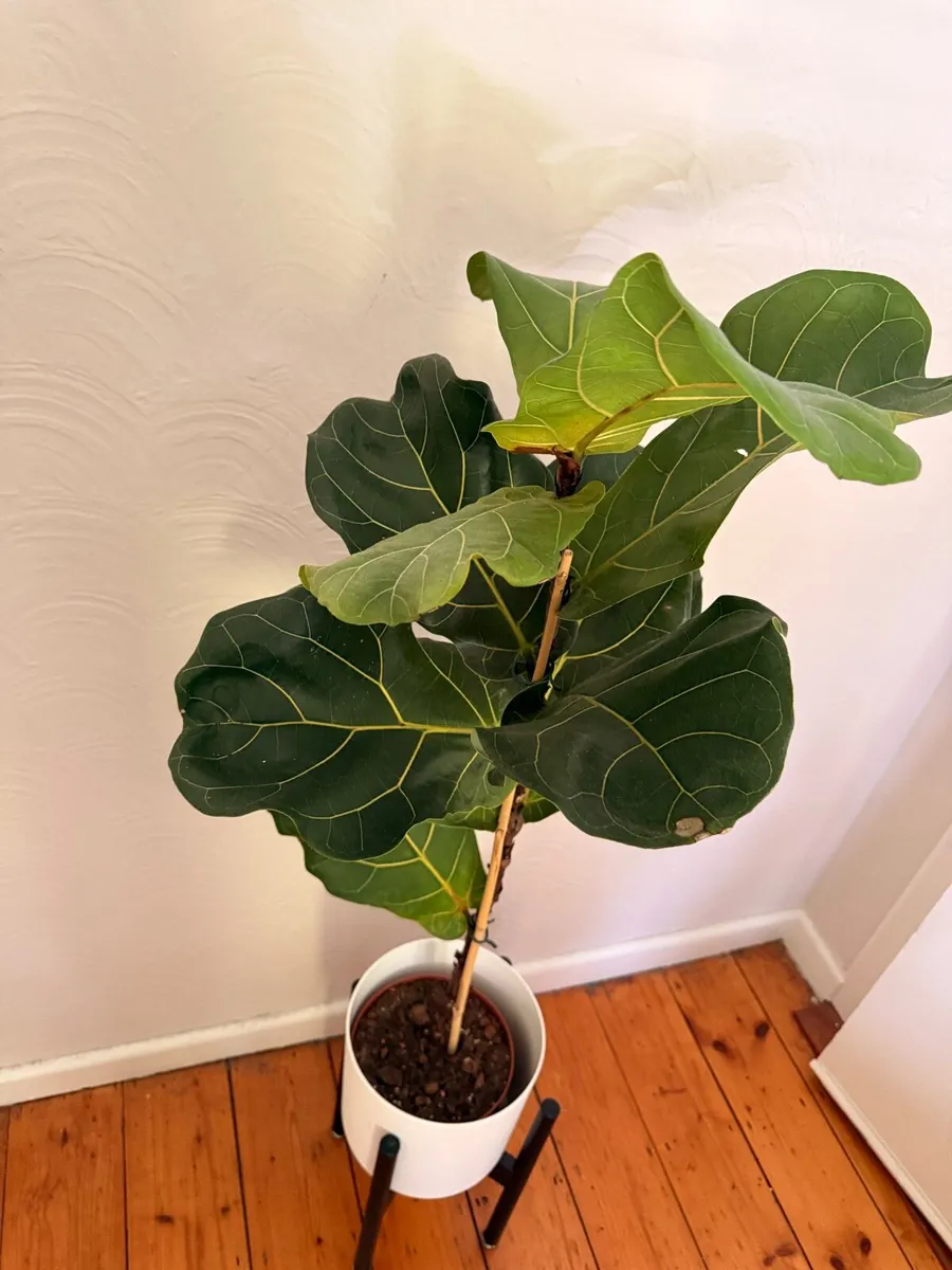 Large Fiddle Leaf Fig with designer stand pot - Image 3