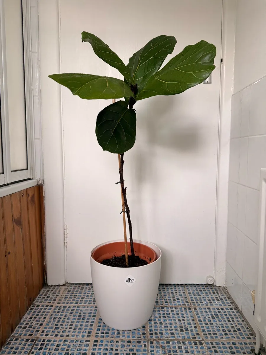 Fiddle Leaf Fig (Ficus Lyrata) - Image 1