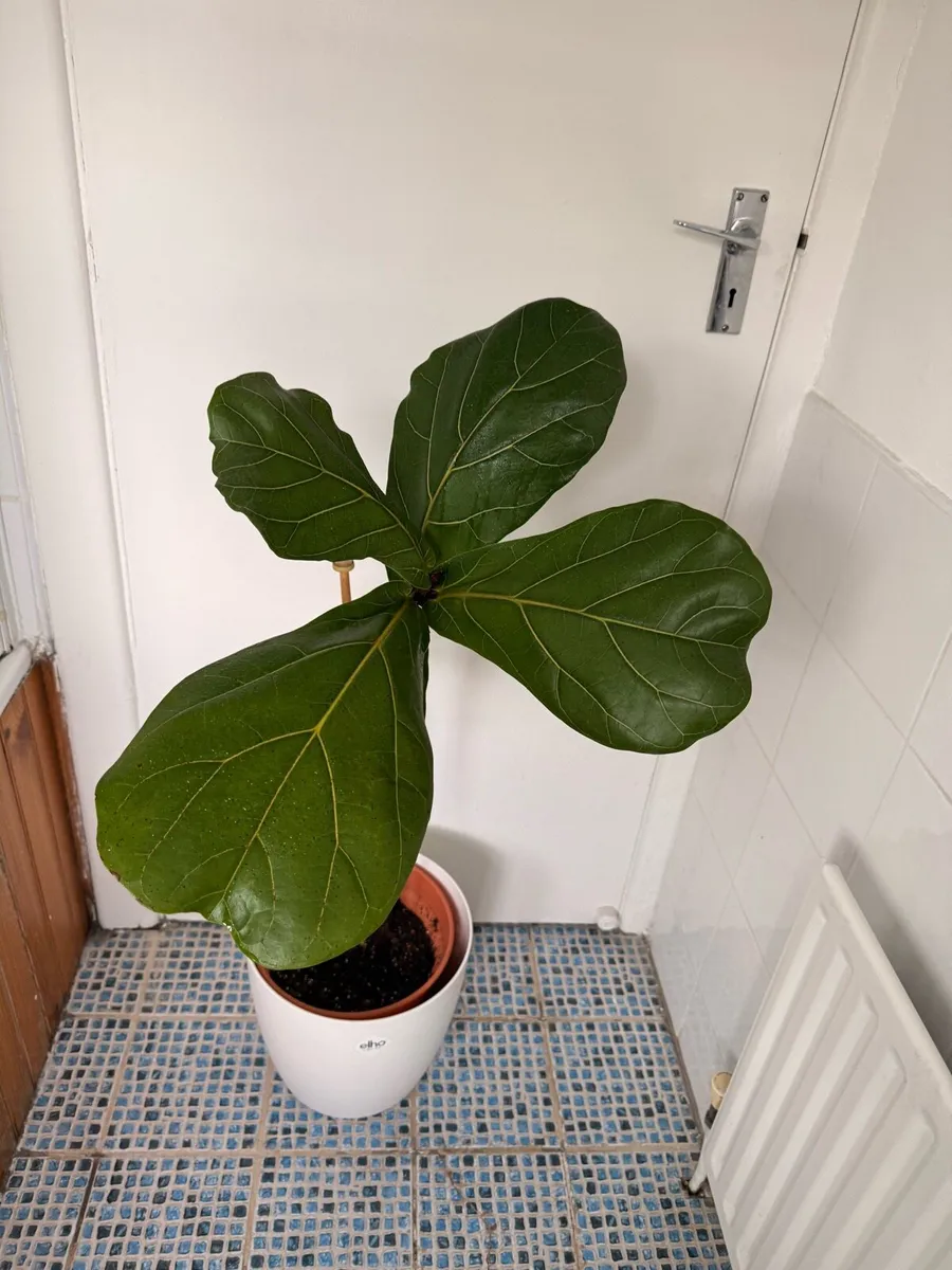 Fiddle Leaf Fig (Ficus Lyrata) - Image 2