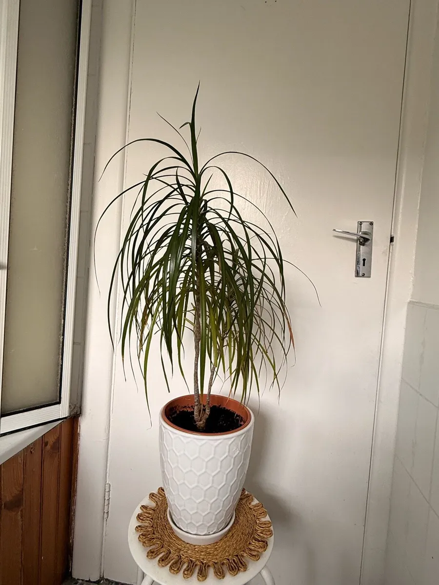 Dragon Tree with decorative ceramic pot - Image 3