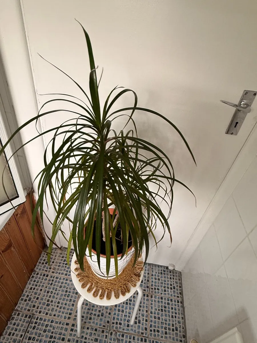 Dragon Tree with decorative ceramic pot - Image 4