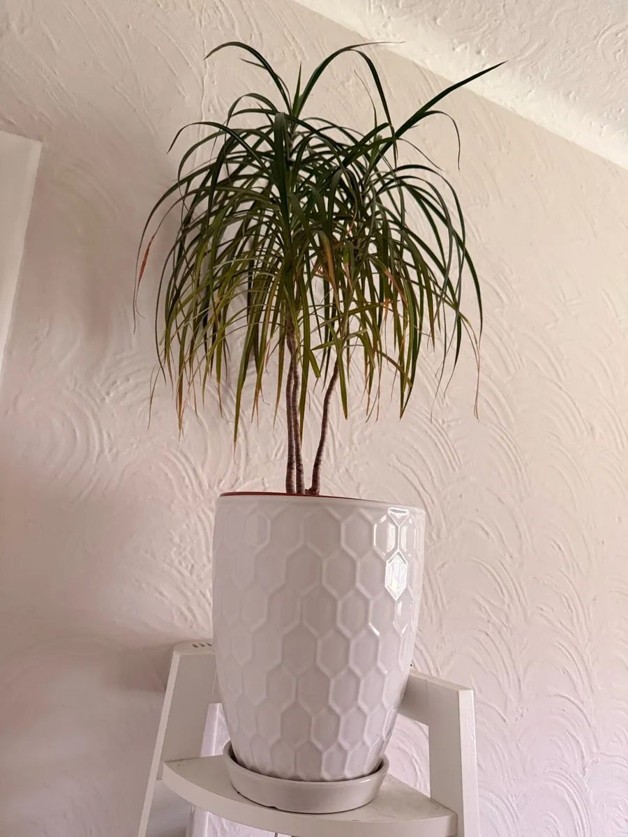 Dragon Tree with decorative ceramic pot - Image 2
