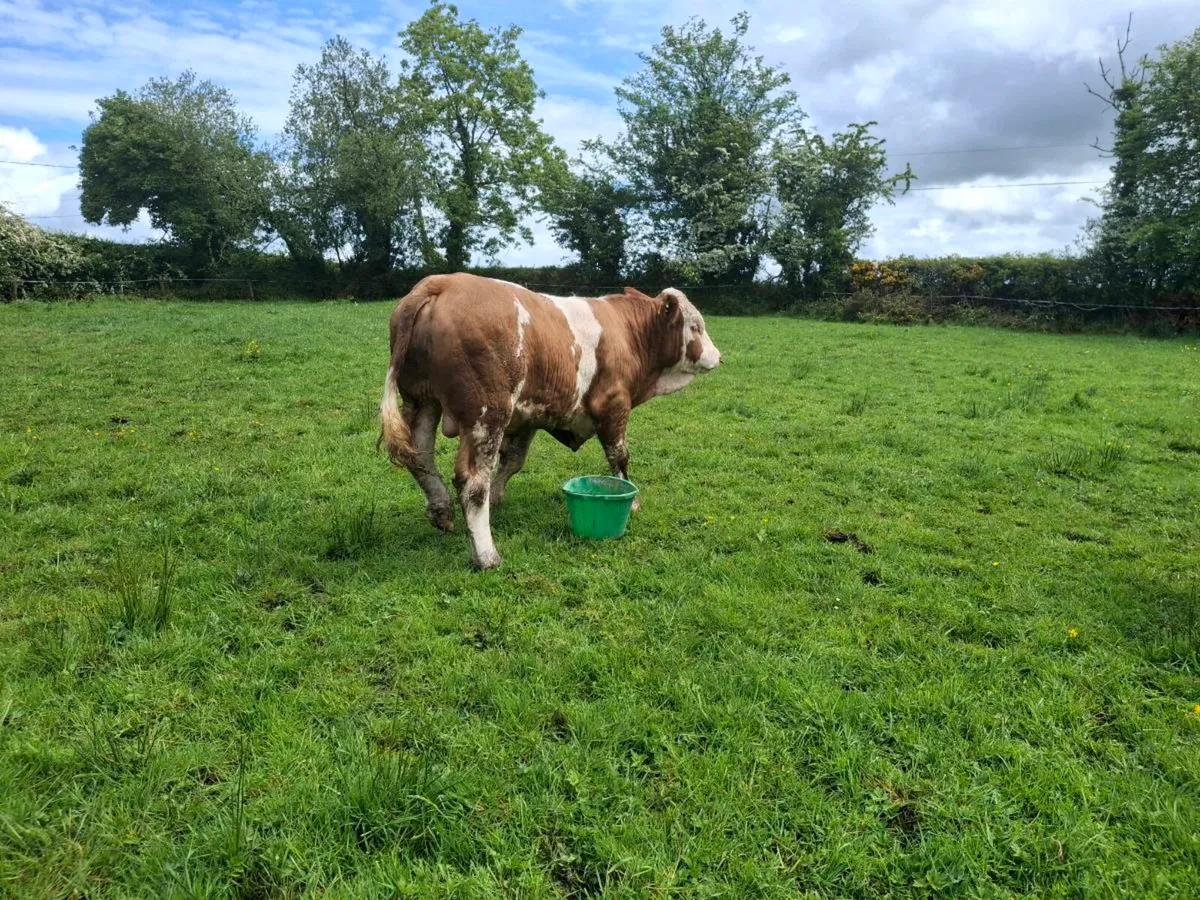 Ped reg Simental bull - Image 3