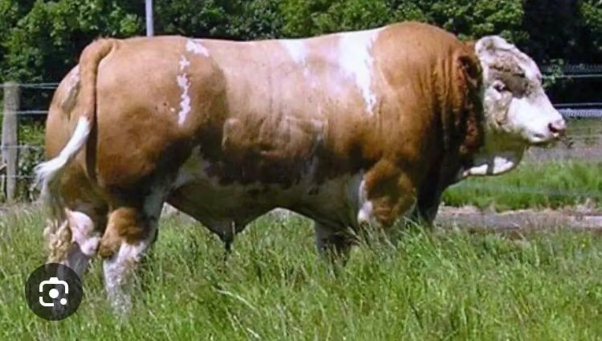 Ped reg Simental bull - Image 2