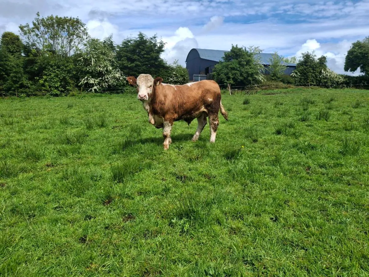 Ped reg Simental bull - Image 4
