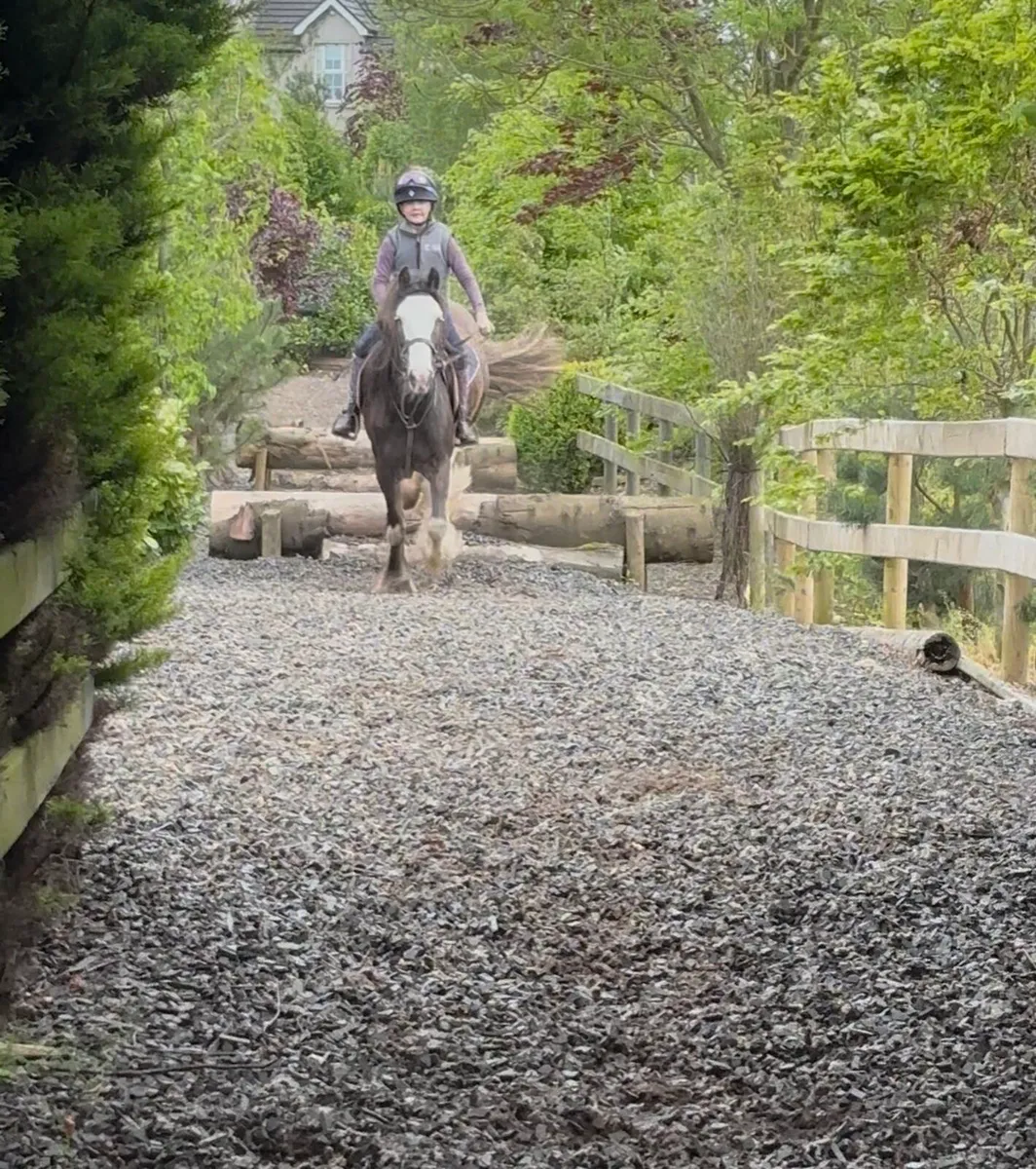 Stunning cob - Image 2
