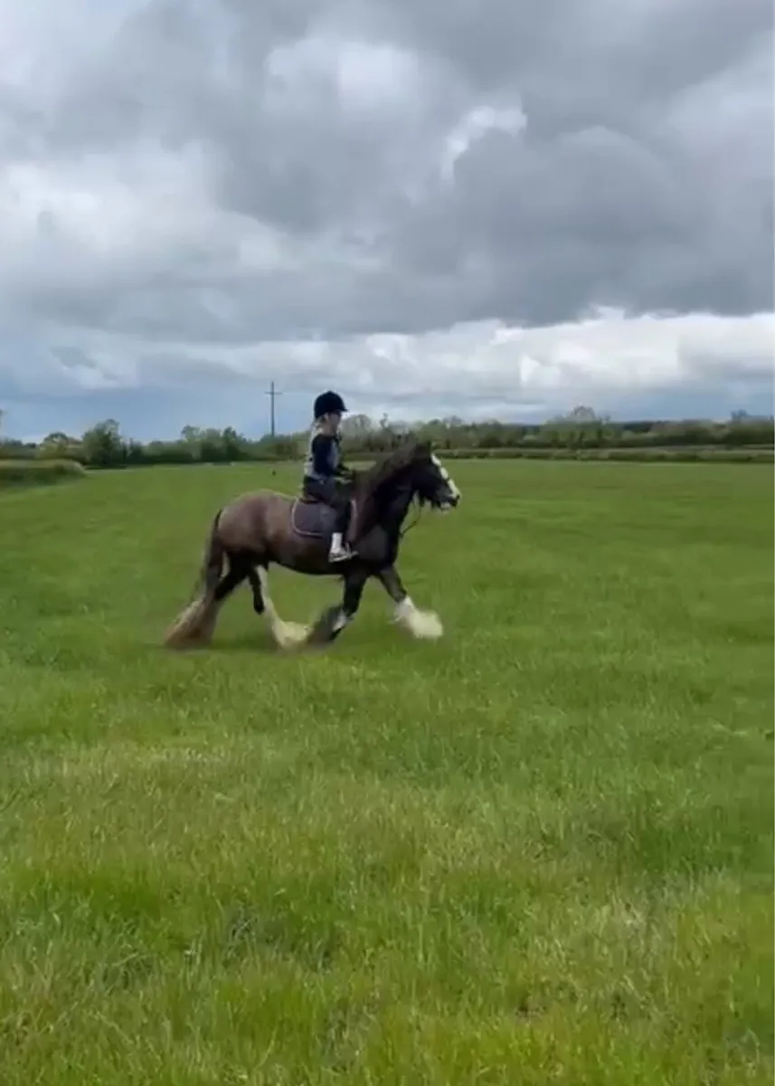 Stunning cob - Image 3