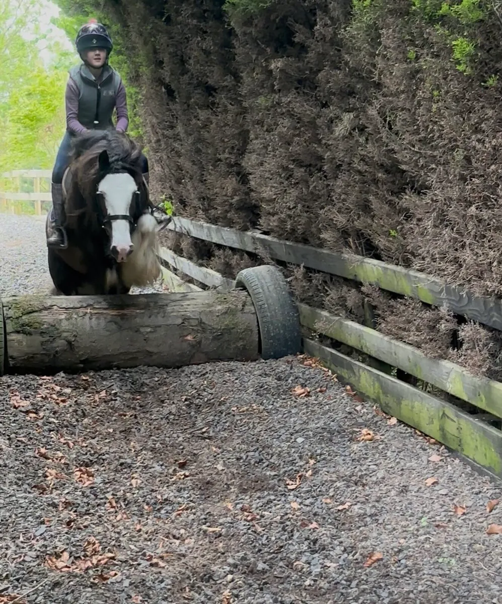 Stunning cob - Image 4