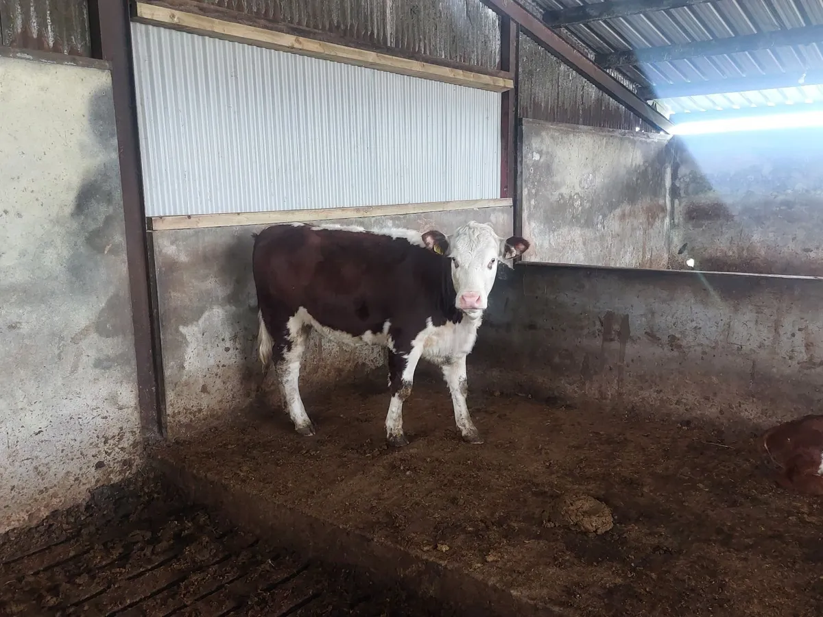 Heifers - Image 1