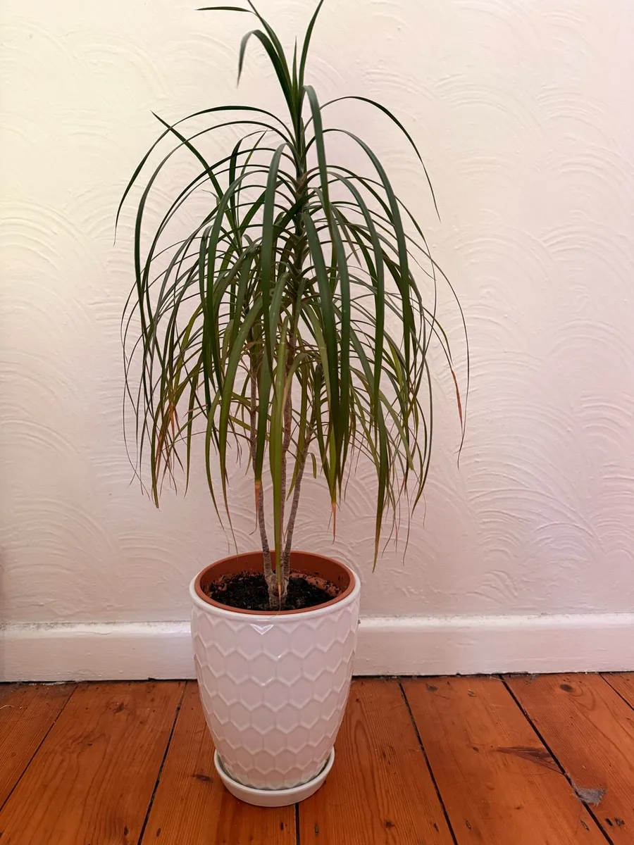 Dragon Tree with decorative ceramic pot - Image 1