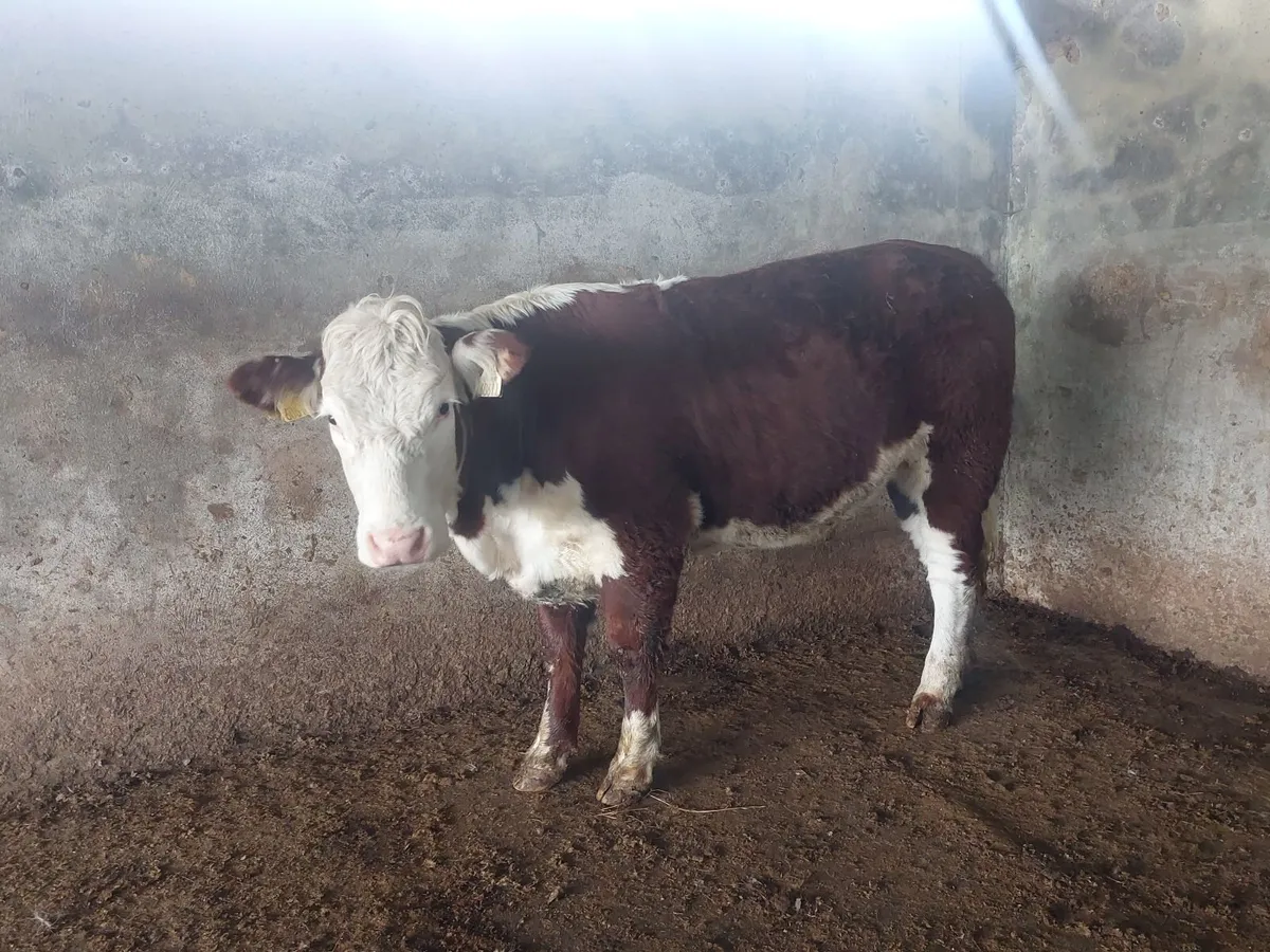 Heifers - Image 2