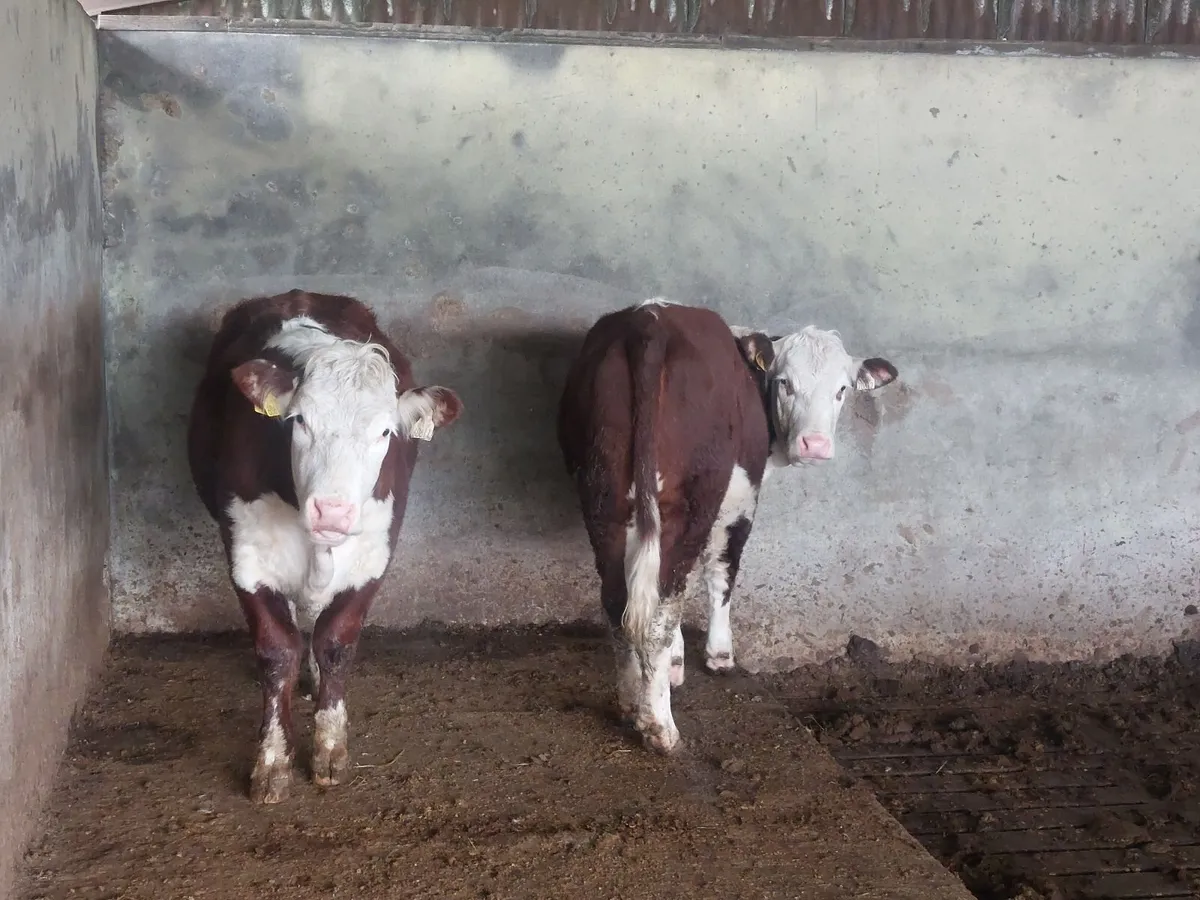 Heifers - Image 3