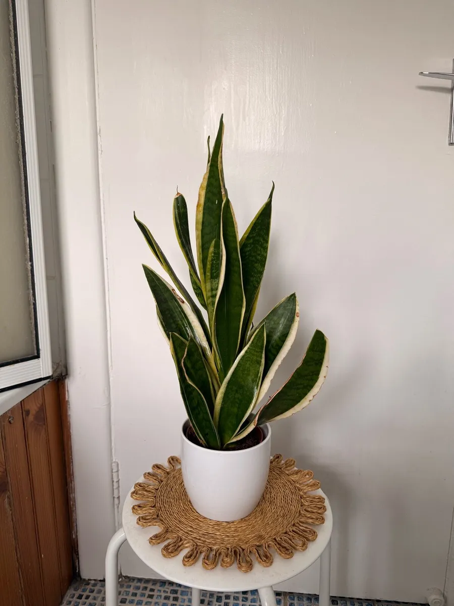 Snake Plant (Sansevieria) - Image 1