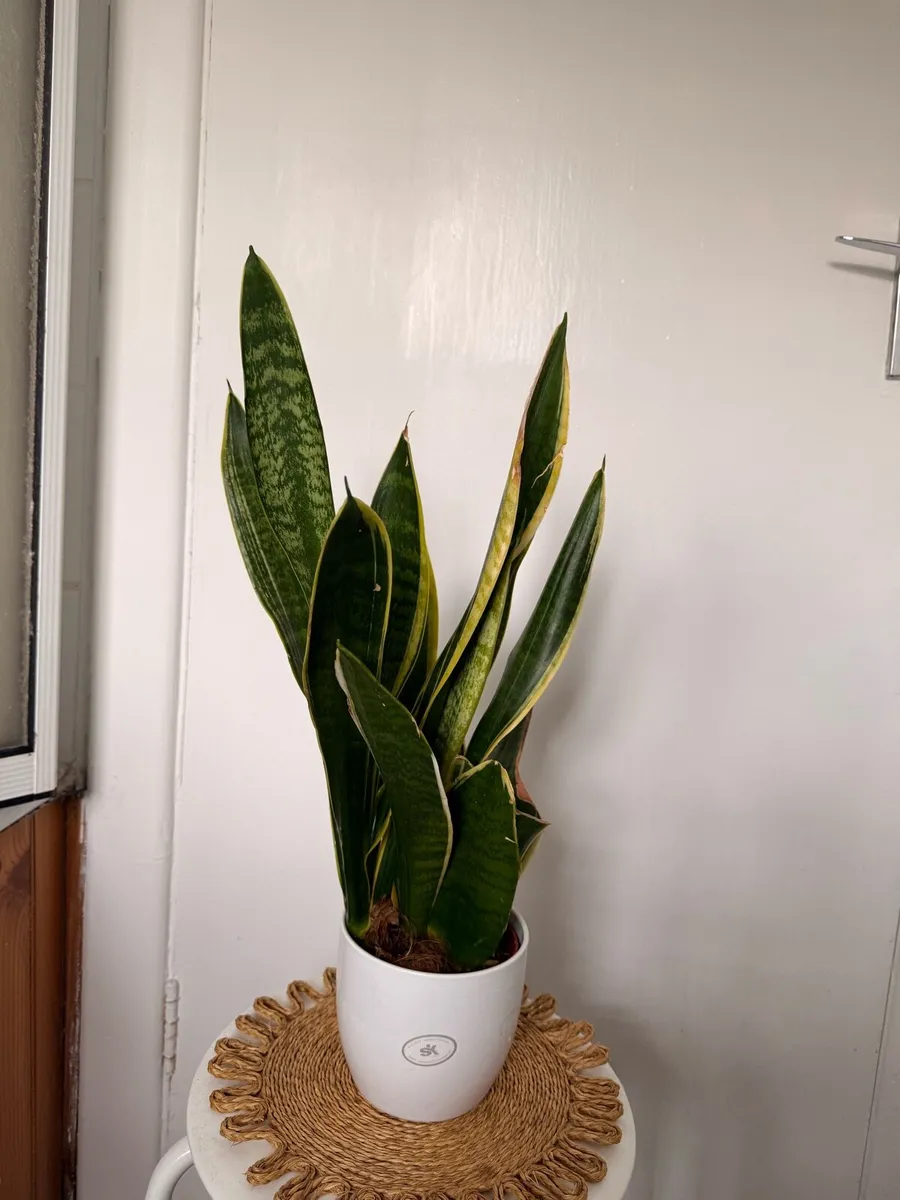 Snake Plant (Sansevieria) - Image 2