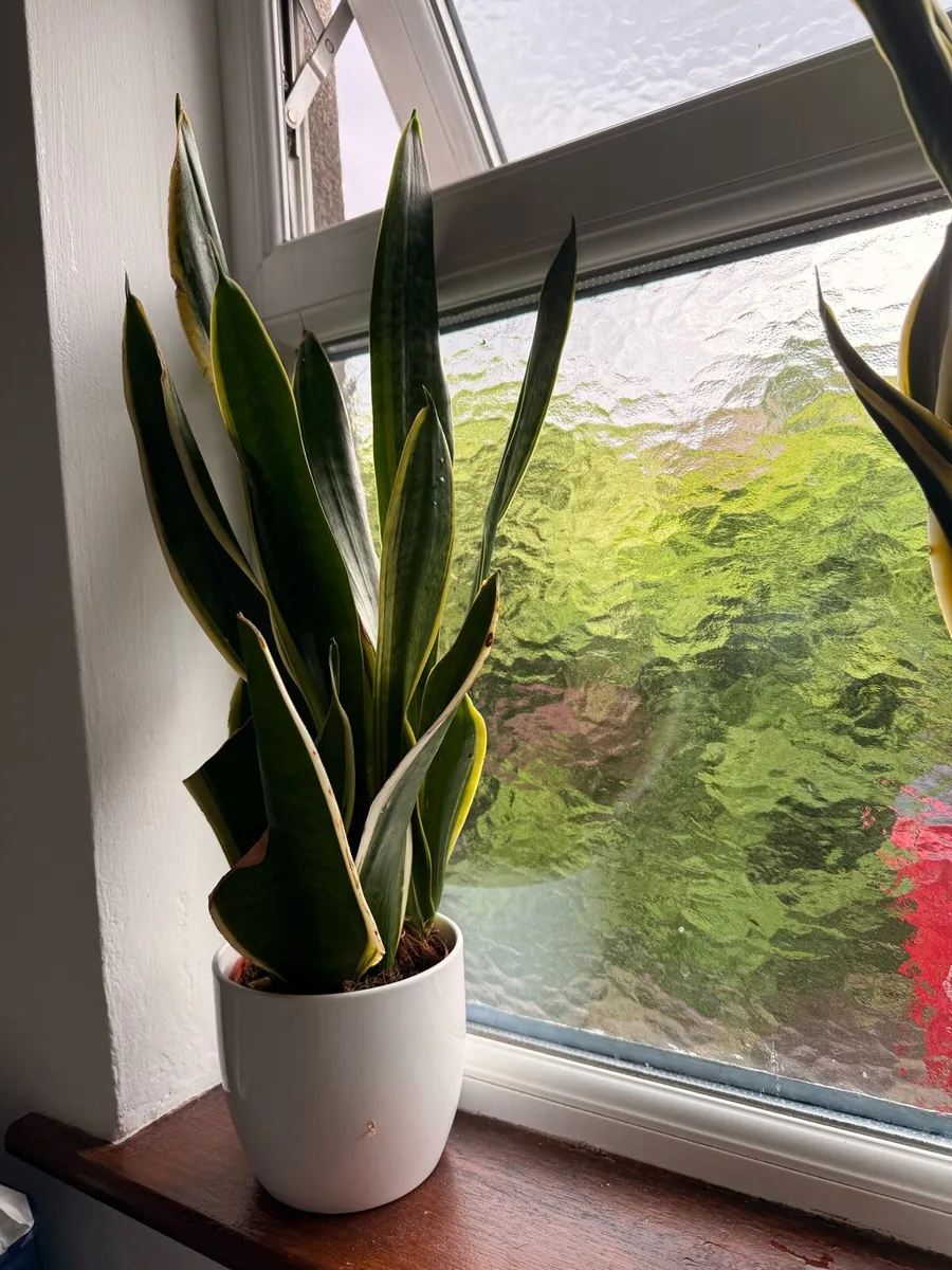 Snake Plant (Sansevieria) - Image 3