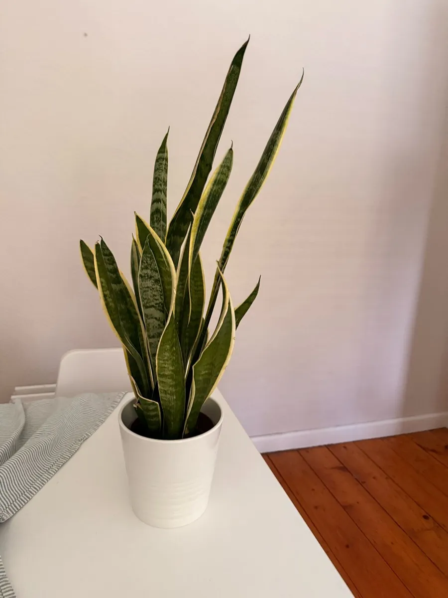 Sansevieria with decorative pot - Image 2