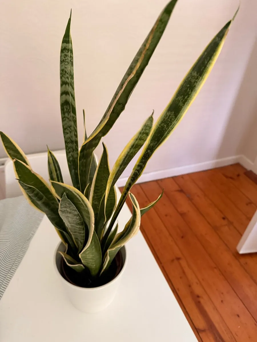 Sansevieria with decorative pot - Image 3