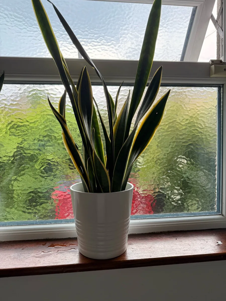 Sansevieria with decorative pot - Image 1